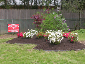 MULCH RAISED ISLAND WITH PINK AND WHITE AZALEAS