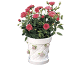 Rose Gazebo Cachepot