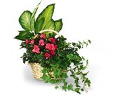 Blooming Plant Basket