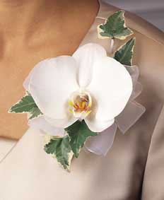 This corsage contains flowers such as white phalaenopsis 	orchid, variegated ivy and white chiffon ribbon.
